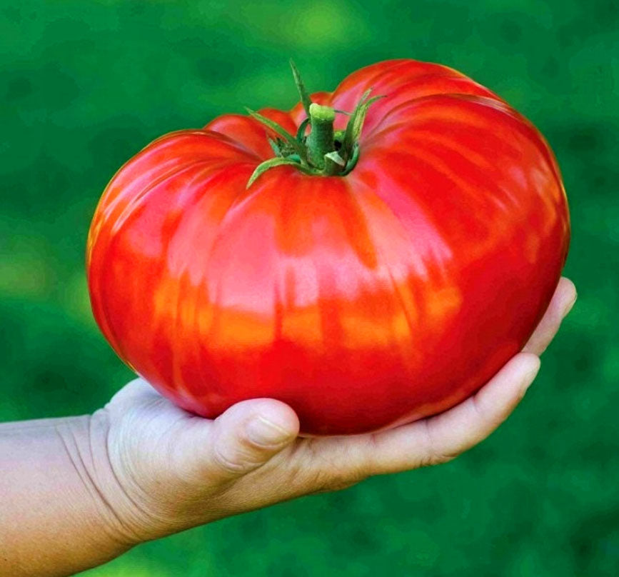 Giant Tomato 'Brutus' - 50 seeds (Solanum lycopersicum)