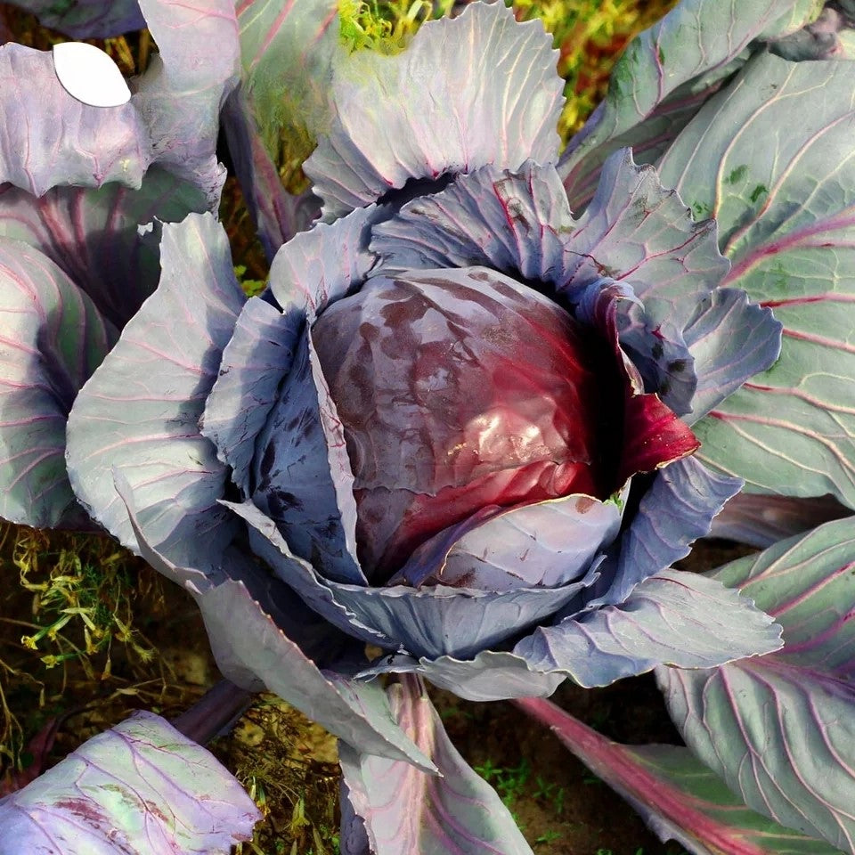 Red Cabbage 'Langedijker Bewaar 2' - 250 seeds (Brassica oleracea)