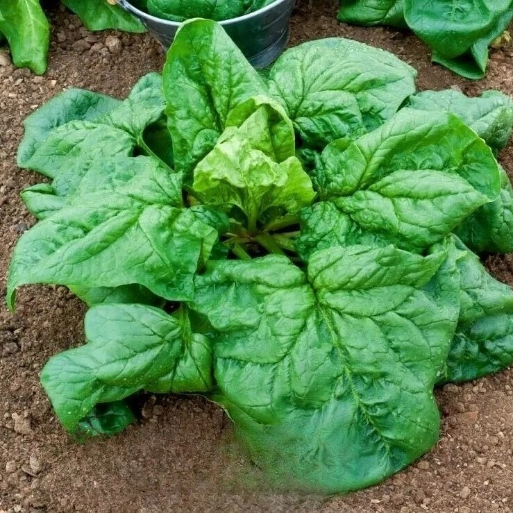 Spinach 'Winter giant' - 300 seeds (Spinacia oleracea)