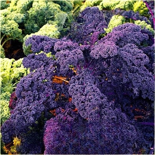 Kale 'Scarlet' - 800 seeds (Brassica oleracea)