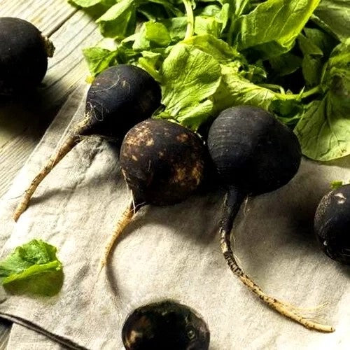 Radish black 'Kulata cerna' - 500 seeds (Raphanus sativus)