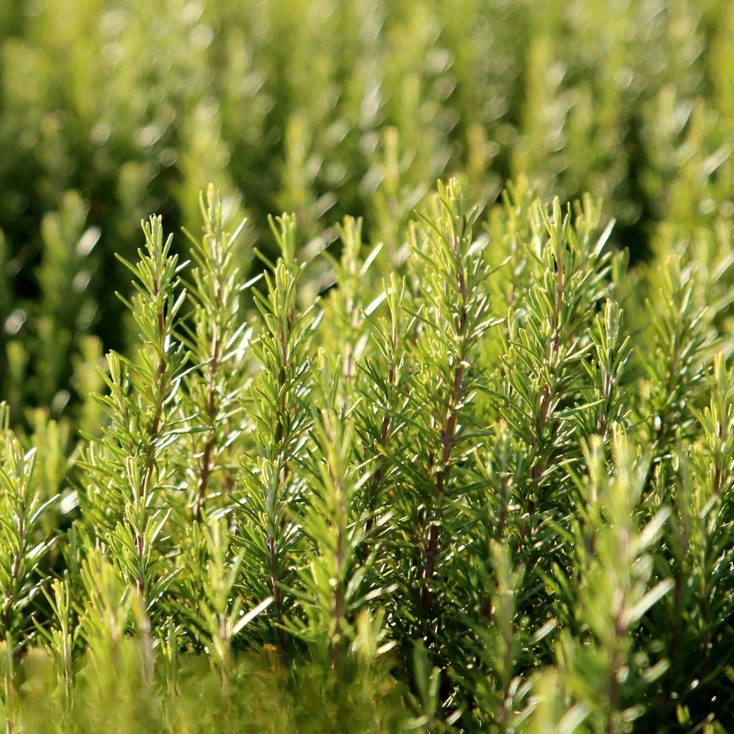 Rosemary - 50 seeds (Rosemarinus officinalis)