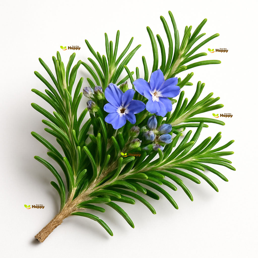 Rosemary - 50 seeds (Rosemarinus officinalis)