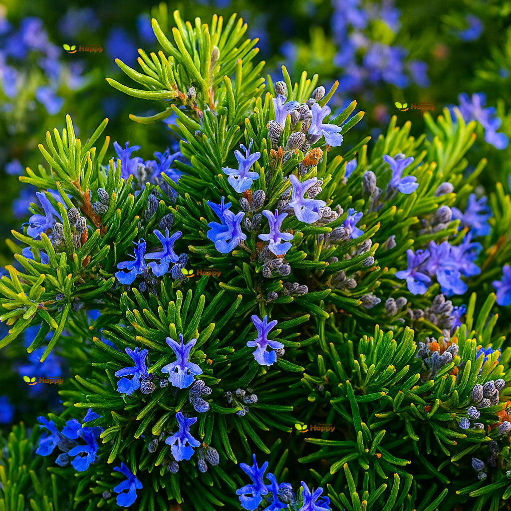 Rosemary - 50 seeds (Rosemarinus officinalis)