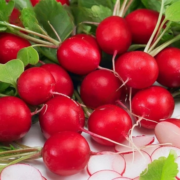 Radish 'Saxa 2' - 500 seeds (Raphanus sativus)