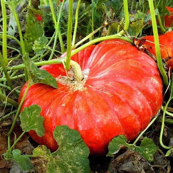 Pumpkin 'Rouge d'Etampes' - 15 seeds  (Cucurbita pepo)