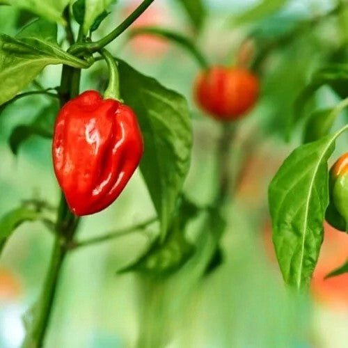 Hot Chilli Pepper 'Habanero' - 30 seeds (Capsicum annuum)