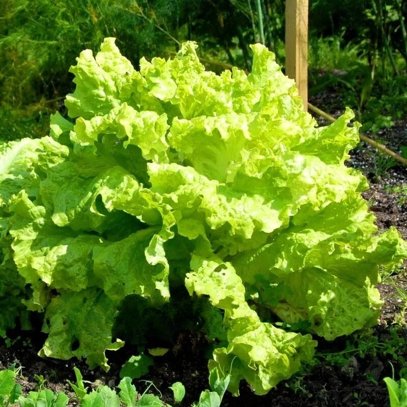Black seeded lettuce 'Simpson' - 1500 seeds (Lactuca sativa)