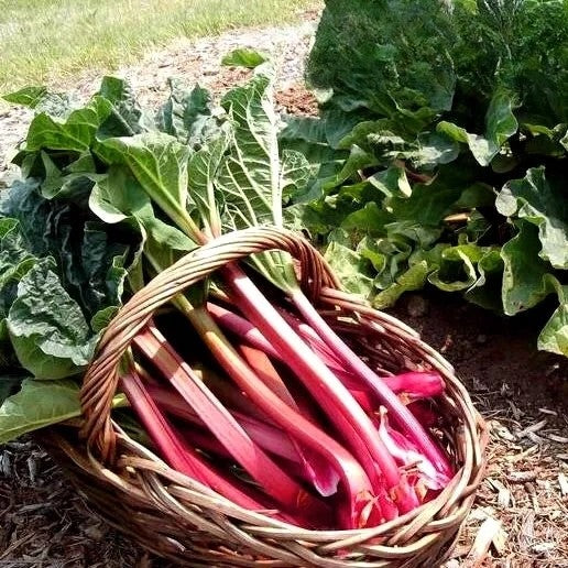 Rhubarb 'Victoria' - 50 seeds (Rheum rhabarbarum)