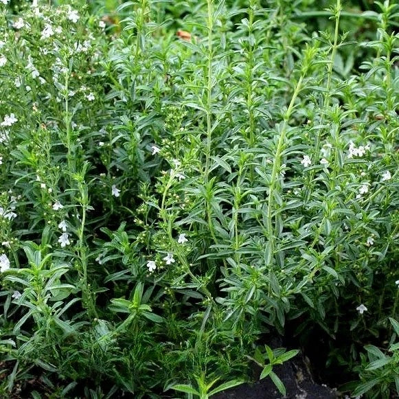 Summer savory 'Midget' - 2000 seeds (Satureja hortensis)