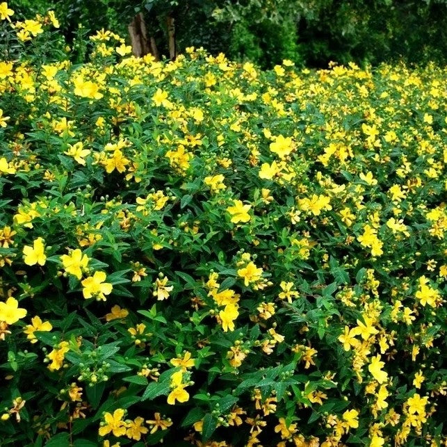 St. John's wort - 4500 seeds (Hypericum perforatum)