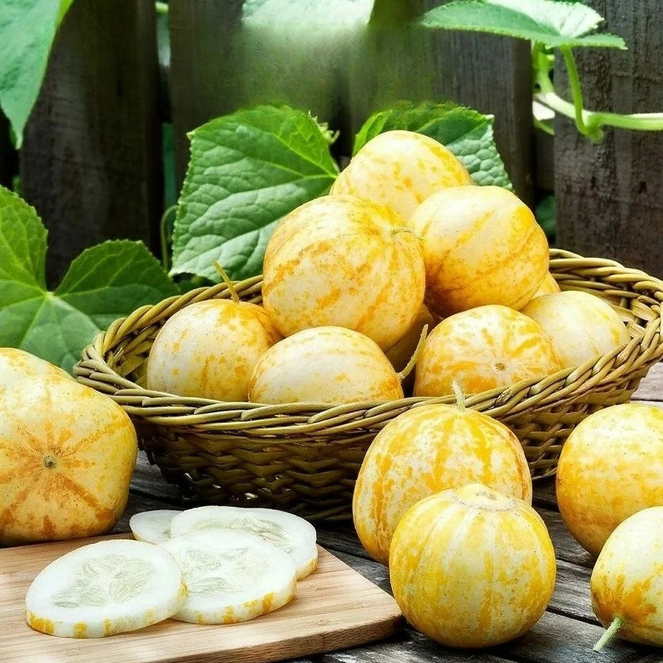 Cucumber 'Crystal Apple' - 20 seeds (Cucumis sativus)