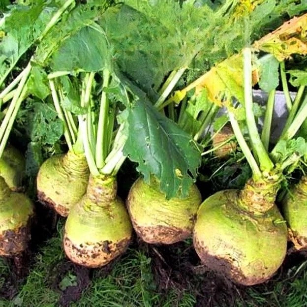 Swede - 400 seeds (Brassica napus)
