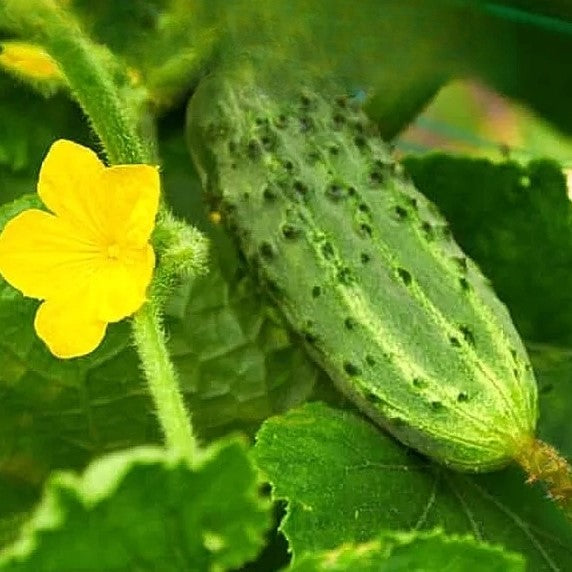 Gherkin cucumber 'Zefir' F1 - 30 seeds (Cucumis sativus)