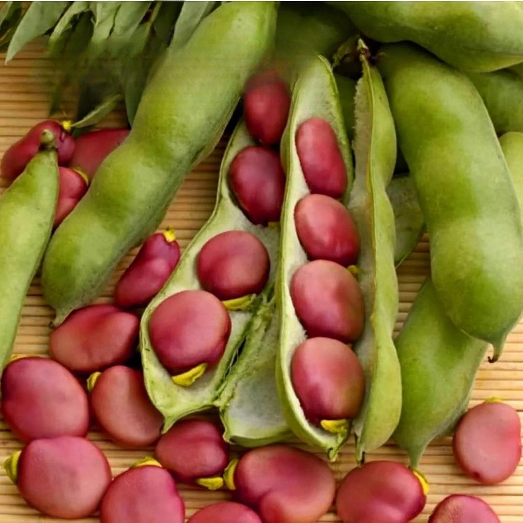 Broad bean 'Karmazyn' - 15 seeds (Vicia faba)
