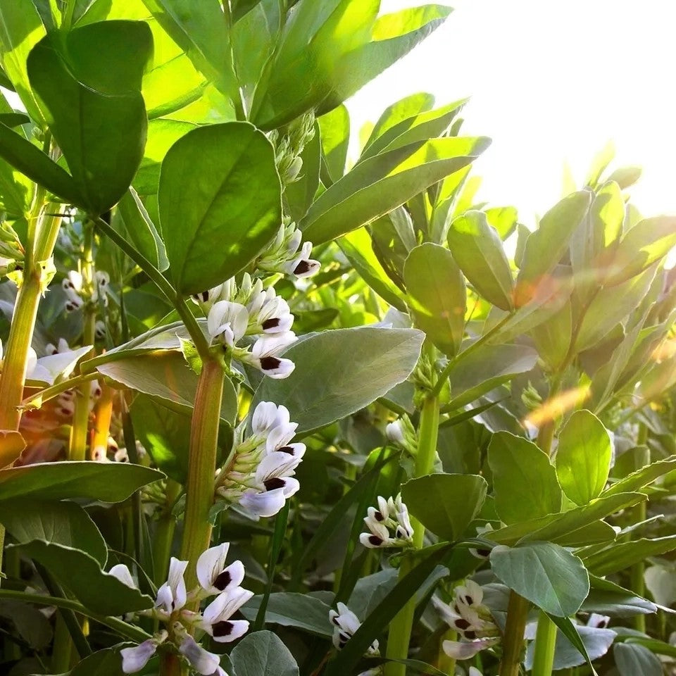 Broad bean 'Karmazyn' - 15 seeds (Vicia faba)