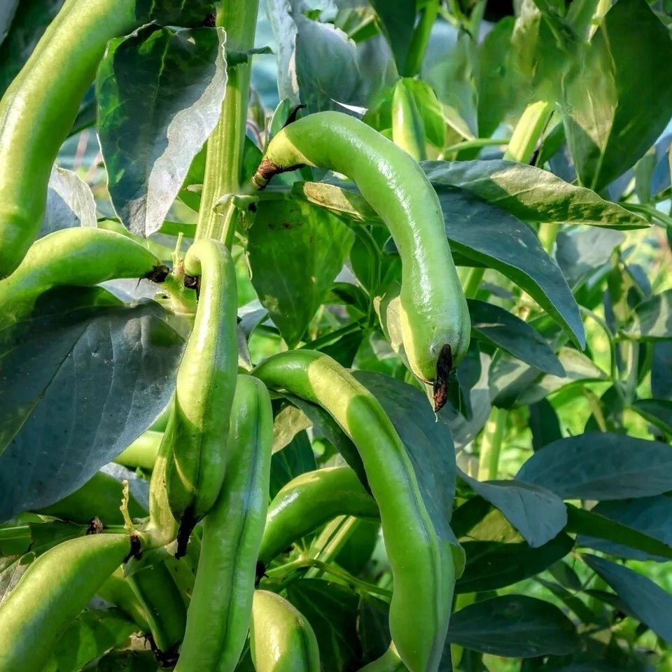 Broad bean 'Karmazyn' - 15 seeds (Vicia faba)