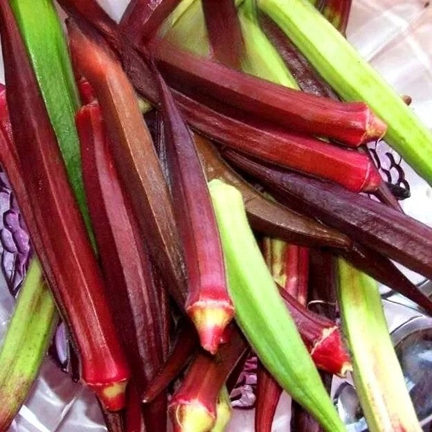 Okra 'Burgundy' - 30 seeds (Abelmoschus esculentus)