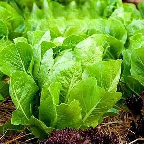 Romaine lettuce 'White Dunsel' - 1000 seeds (Lactuca sativa)
