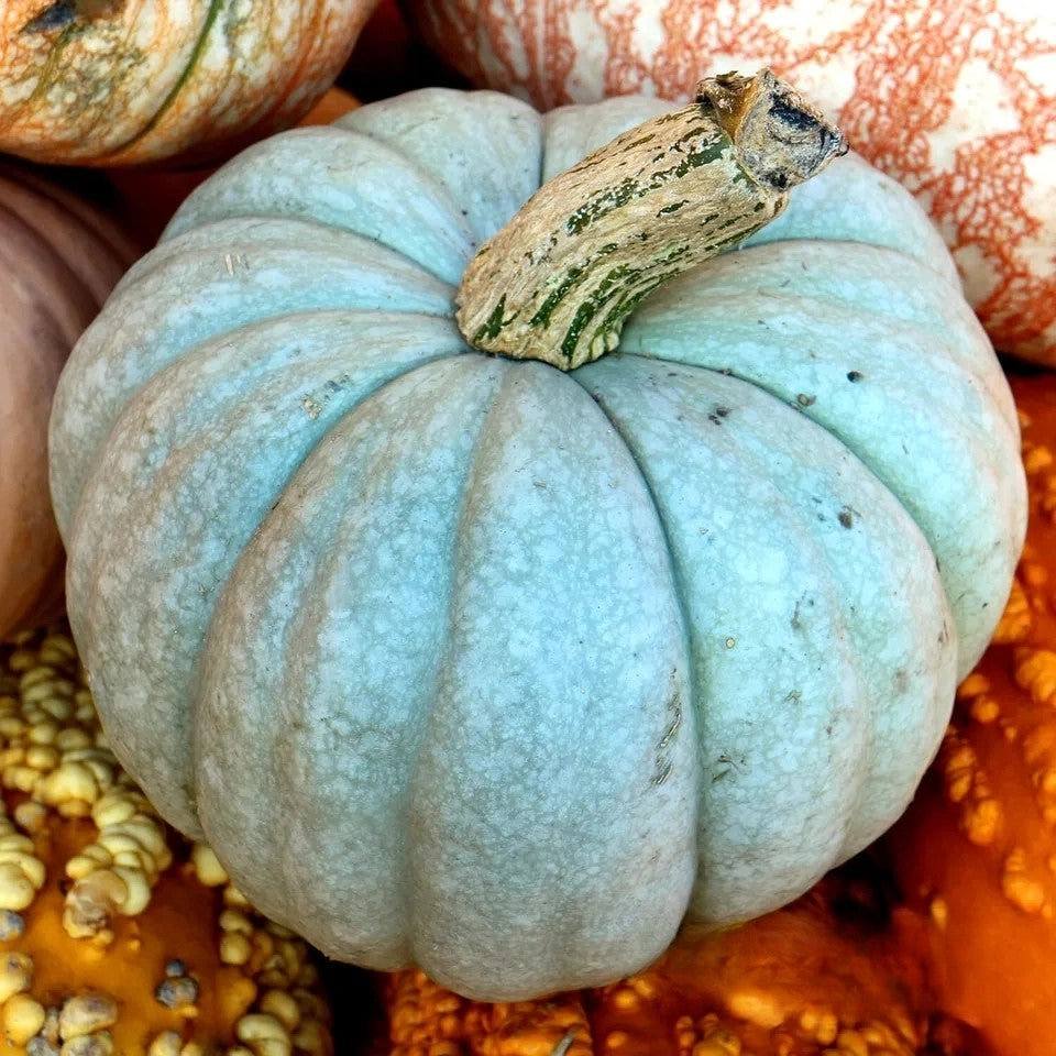 Squash Queensland Blue - 5 seeds - Pumpkin Vegetable seeds