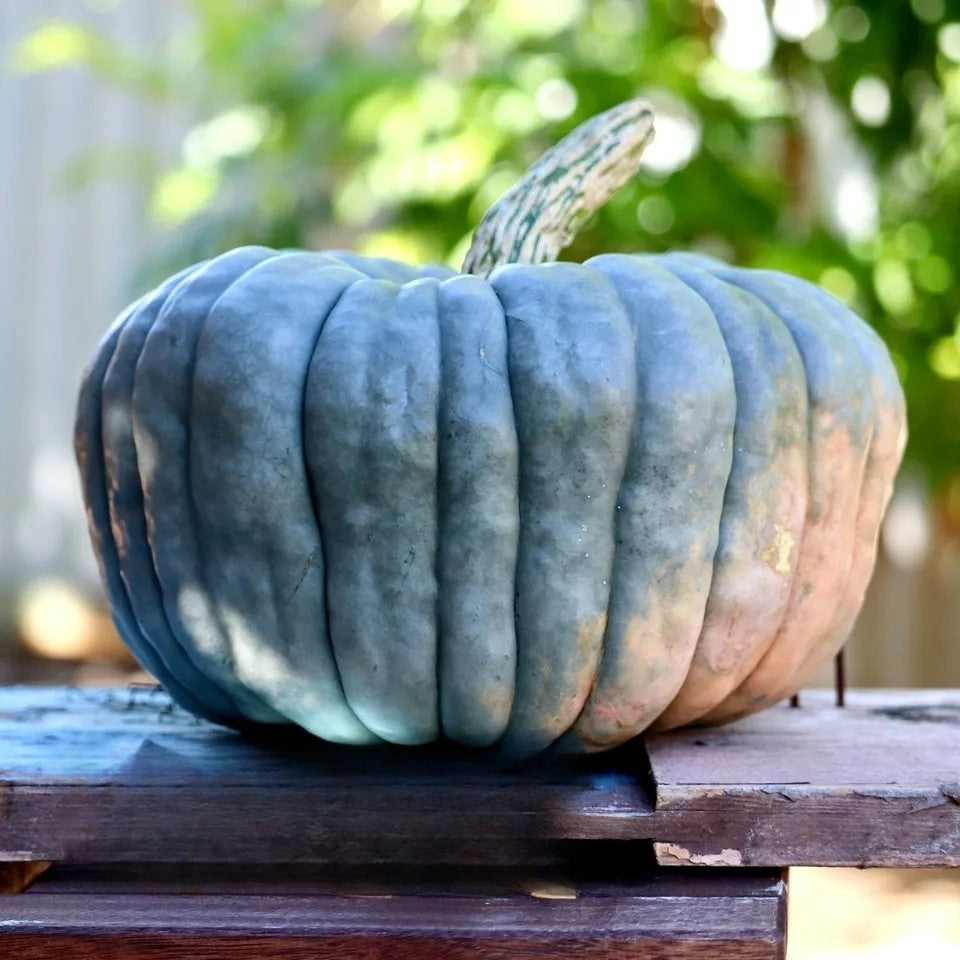 Squash Queensland Blue - 5 seeds - Pumpkin Vegetable seeds