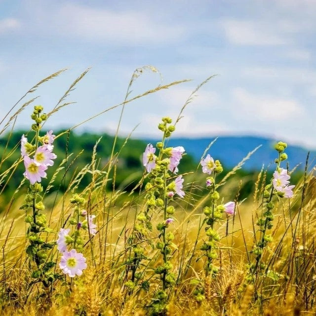 Marsh Mallow - 250 seeds (Althaea officinalis)