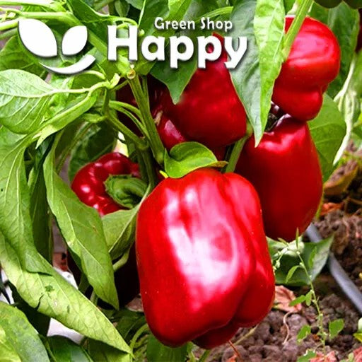 Sweet Bell Pepper `California Wonder` red - 50 seeds (Capsicum annuum)