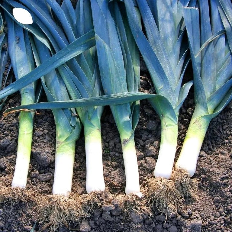 Leek 'Titus'- 800 seeds (Allium porrum)