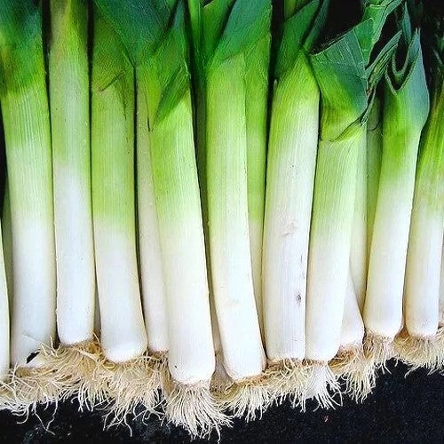 Autumn Leek October - 400 seeds (Allium porrum)
