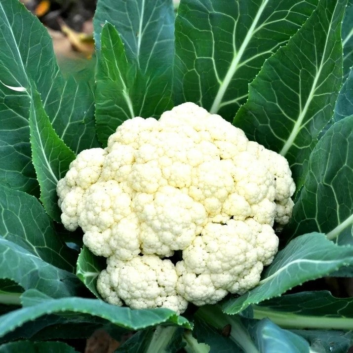 Cauliflower Delta - 100 seeds (Brassica oleracea)