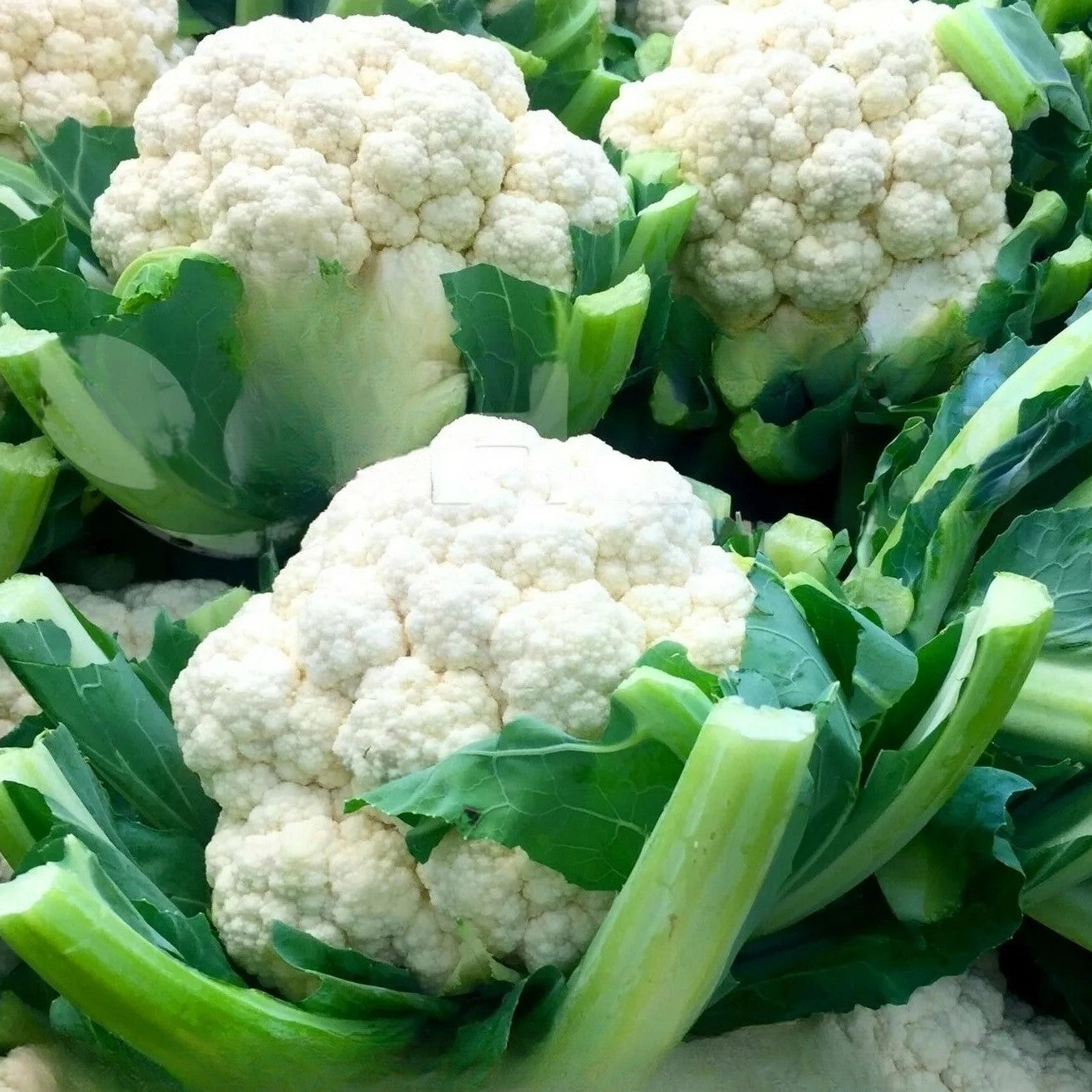 Cauliflower Octavian - 150 seeds (Brassica oleracea)