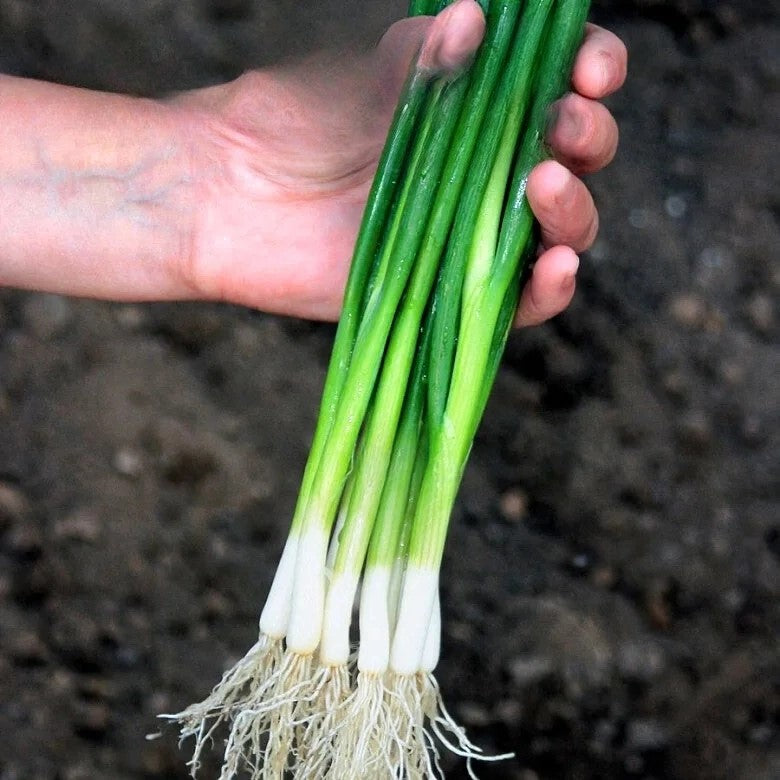 Welsh Onion 'Bajkal' - 1200 seeds (Allium fistulosum)
