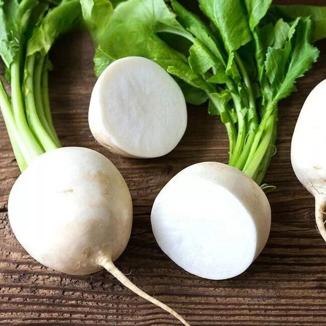 Daikon Radish 'Accord' - 500 seeds (Raphanus raphanistrum)