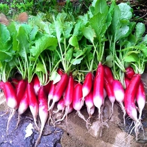 Radish Slovana - 400 Seeds (Raphanus sativus)