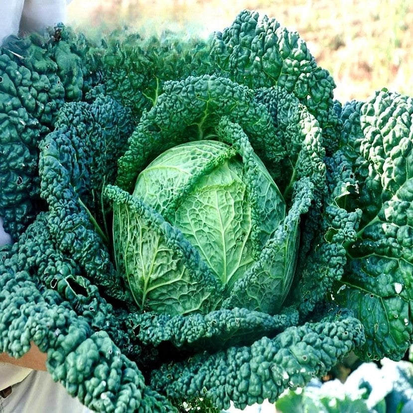 Summer Savoy cabbage Blistra F1 - 80 seeds (Brassica oleracea var. sabauda)
