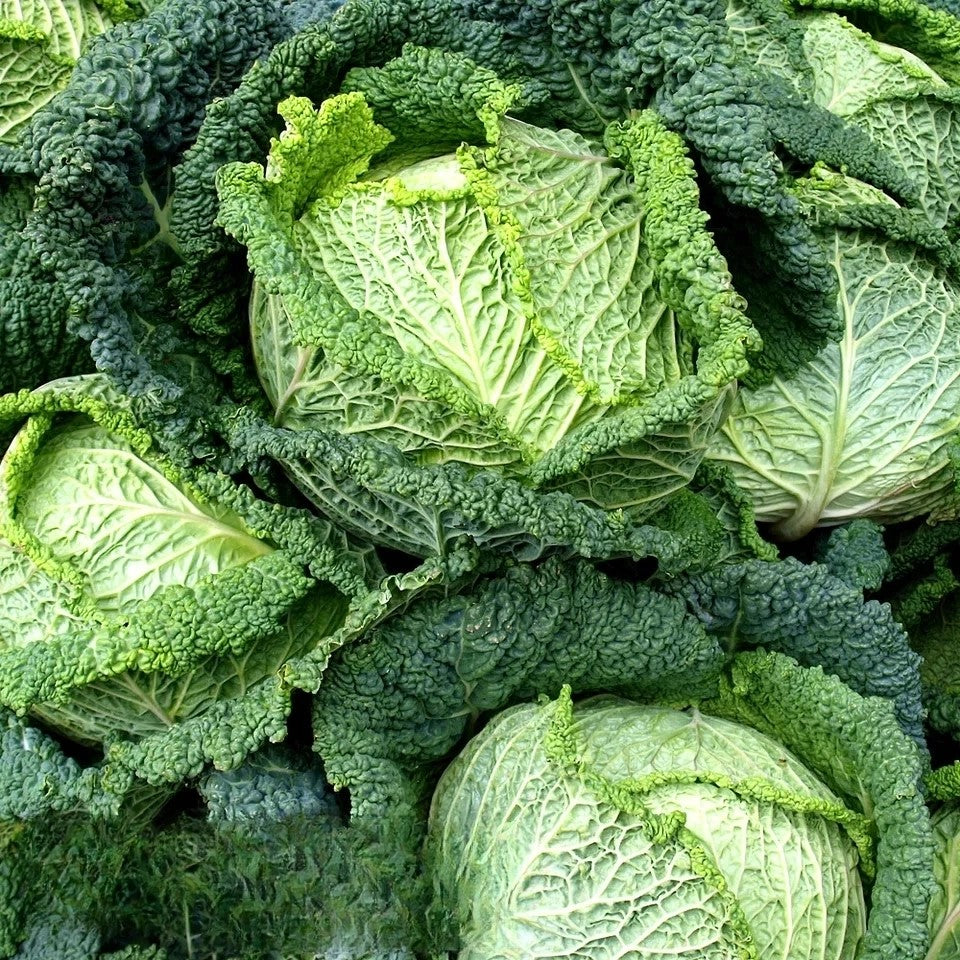Summer Savoy cabbage Blistra F1 - 80 seeds (Brassica oleracea var. sabauda)
