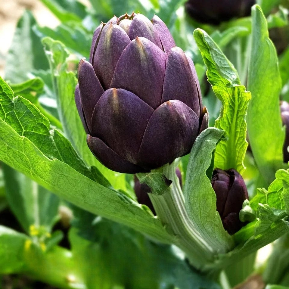 Artichoke 'Violet de Provence' - 20 seeds (Cynara cardunculus)