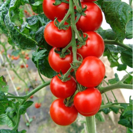 Tomato 'Spencer' - 100 seeds (lycopersicon esculentum)