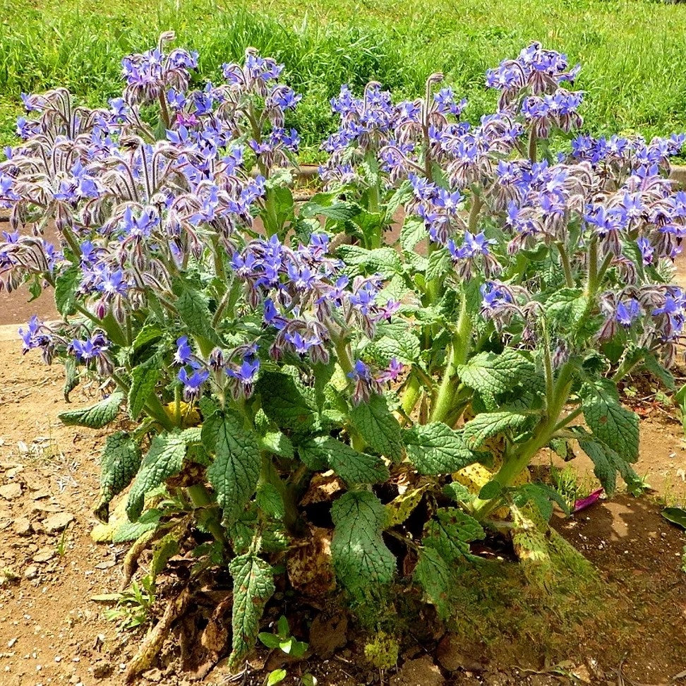 Borage - 100 seeds (Borago officinalis)