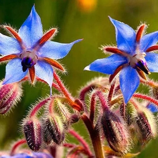 Borage - 100 seeds (Borago officinalis)