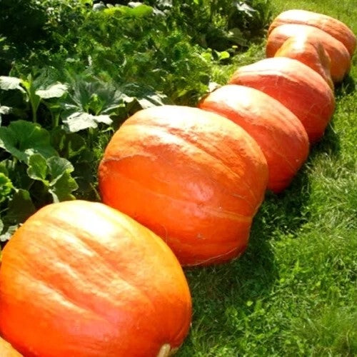 Pumpkin 'Golias' - 10 seeds (Cucurbita pepo)