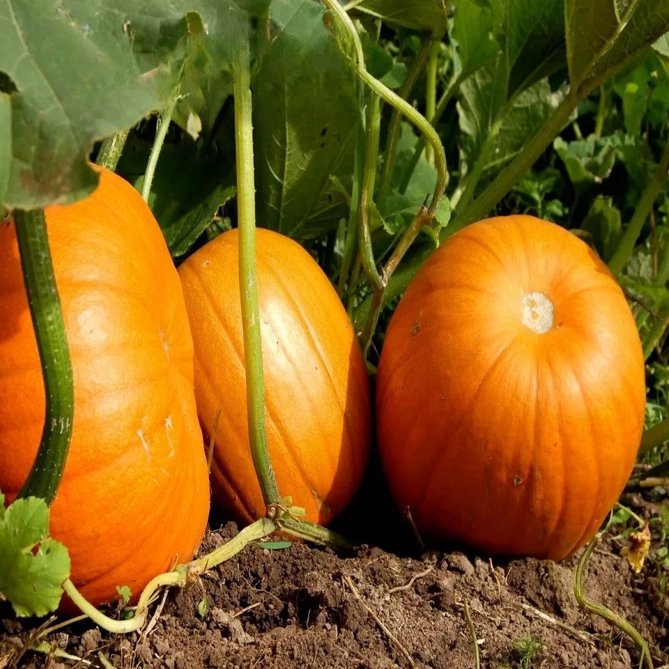 Pumpkin 'Golias' - 10 seeds (Cucurbita pepo)