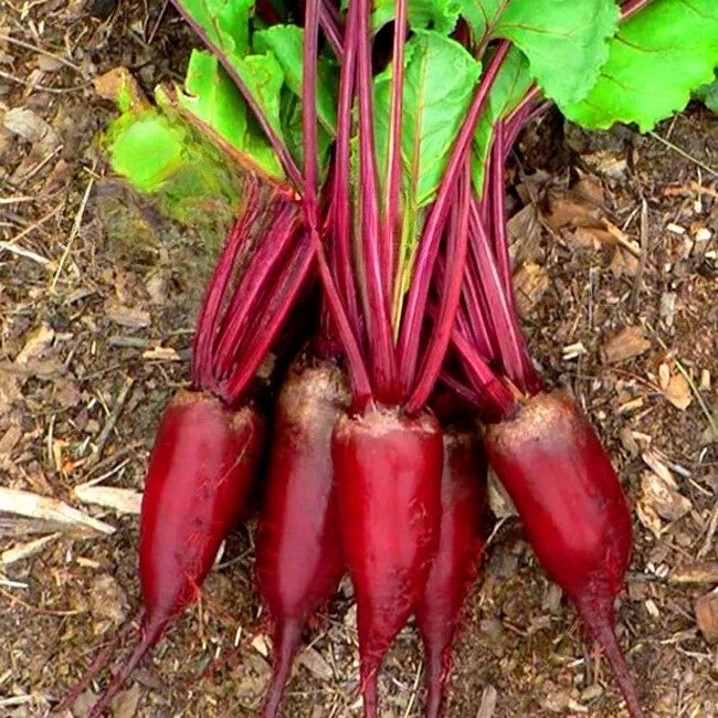 Beetroot 'Monorubra' - 400 seeds (Beta vulgaris)