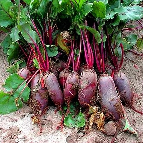 Beetroot 'Alexis' - 300 seeds (Beta vulgaris)
