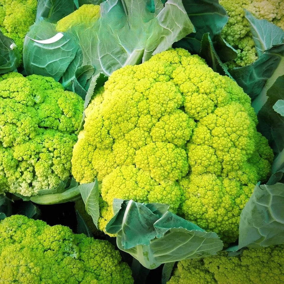 Green Cauliflower 'Verde di Macerata' - 250 seeds (Brassica Oleracea)