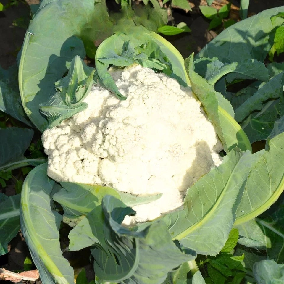 Cauliflower Snowball X - 400 seeds Cauliflower Snowball