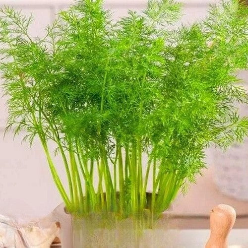 Dwarf Dill 'Forrest' - 500 seeds (Anethum graveolens)