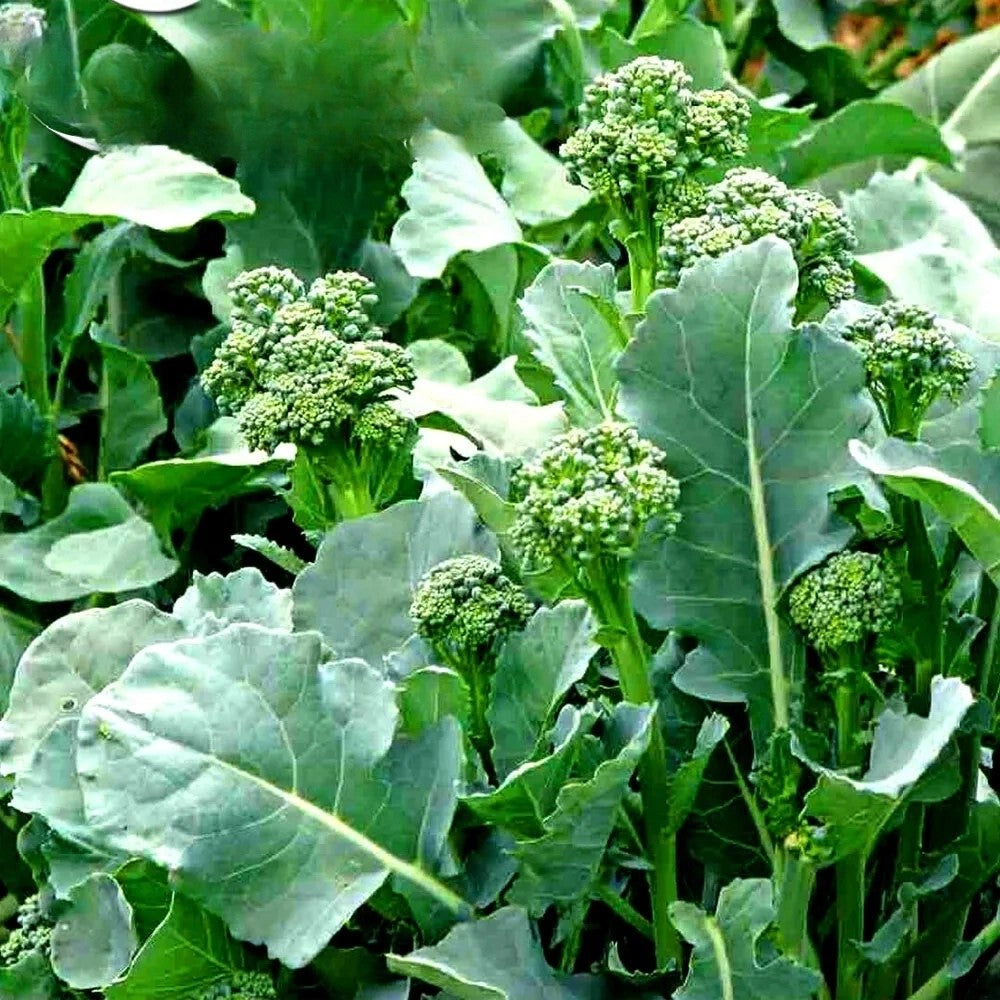 Broccoletto 'Quarantino' - 1400 seeds (Brassica rapa)