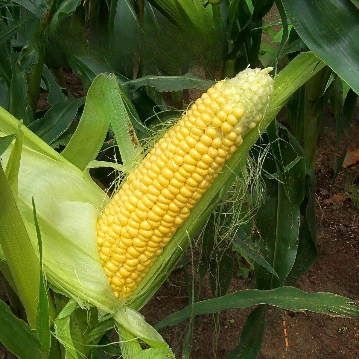 Sweet Corn 'Golden Bantam' - 35 seeds (Zea mays)