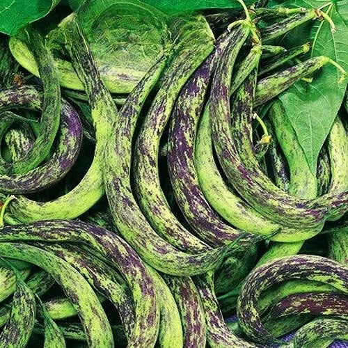 Dwarf Bean 'Anellino Di Trento' - 40 seed (Phaseolus vulgaris)